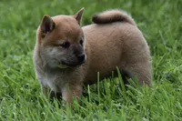 Lincoln (AKC), a male Shiba Inu for sale in Flat Rock, IN – 4 of 4