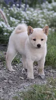 Lacy (AKC), a female Shiba Inu for sale in Flat Rock, IN – 1 of 7