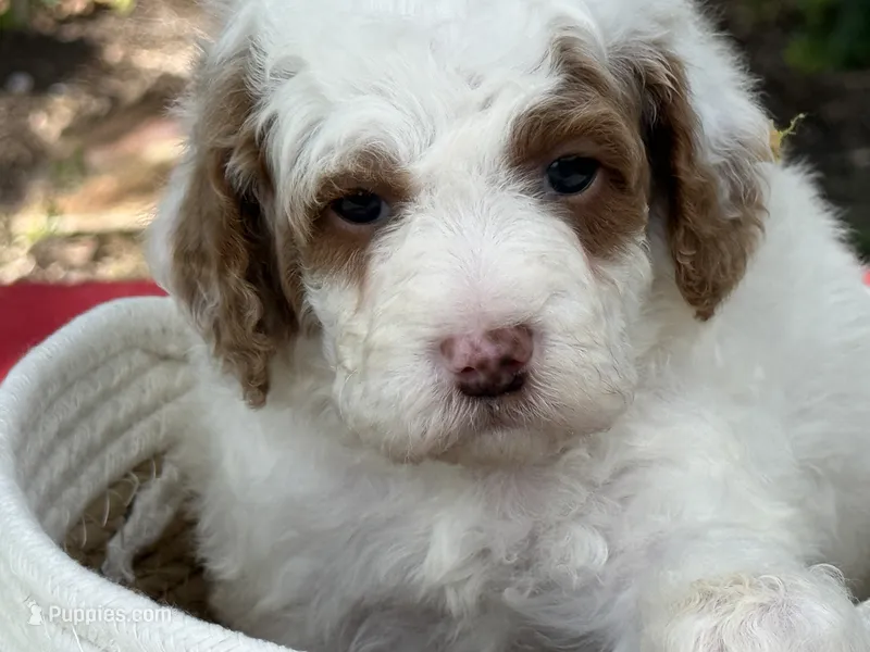 Glory  – Poodle - Miniature  puppy for sale in Lakeland, FL