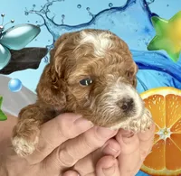 processed/f4be54ee-aa95-4d70-a987-e6708a4bf59e/listing/07086445-e8db-4524-91df-b00798e9106f/34f06c61-e5d1-468b-a184-b9f2a2b39cb0