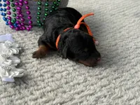 Star, a female Poodle - Miniature  for sale in Lakeland, FL – 9 of 9