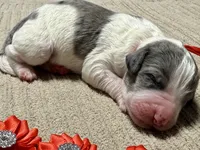 Candy corn , a male Double Doodle for sale in Lakeland, FL – 6 of 8