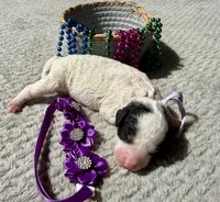 Liberty , a female Poodle - Miniature  for sale in Lakeland, FL – 6 of 7