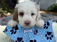 Blaze, a male Poodle - Miniature  for sale in Lakeland, FL – 10 of 10