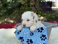Blaze, a male Poodle - Miniature  for sale in Lakeland, FL – 6 of 10