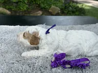 Teddy, a male Poodle - Miniature  for sale in Lakeland, FL – 7 of 9