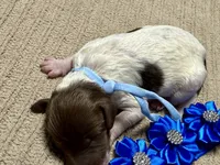 Twinkle , a female Double Doodle for sale in Lakeland, FL – 7 of 9
