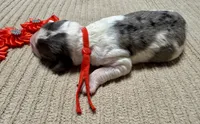 Candy corn , a male Double Doodle for sale in Lakeland, FL – 7 of 8