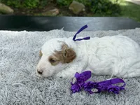 Teddy, a male Poodle - Miniature  for sale in Lakeland, FL – 9 of 9