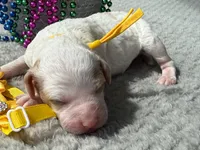 Glory , a male Poodle - Miniature  for sale in Lakeland, FL – 3 of 10