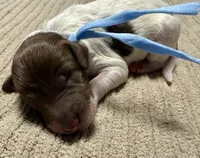Twinkle , a female Double Doodle for sale in Lakeland, FL – 4 of 9