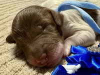 Twinkle , a female Double Doodle for sale in Lakeland, FL – 6 of 9