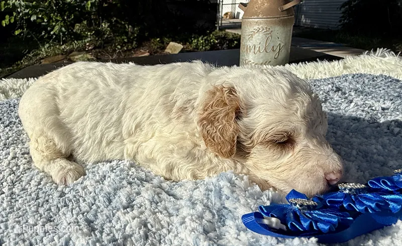 Blaze – Poodle - Miniature  puppy for sale in Lakeland, FL