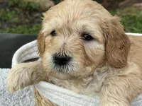 Buster, a male Goldendoodle for sale in Lakeland, FL – 6 of 7