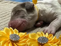 Howling, a male Double Doodle for sale in Lakeland, FL – 2 of 10