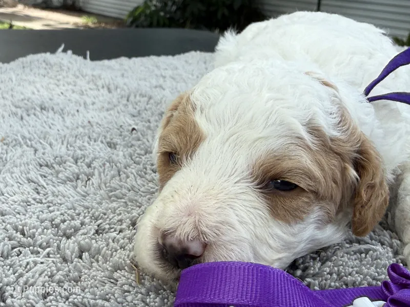 Teddy – Poodle - Miniature  puppy for sale in Lakeland, FL