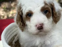 Glory , a male Poodle - Miniature  for sale in Lakeland, FL – 3 of 10