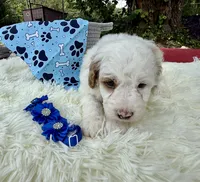 Blaze, a male Poodle - Miniature  for sale in Lakeland, FL – 3 of 10