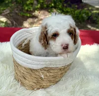 Glory , a male Poodle - Miniature  for sale in Lakeland, FL – 2 of 10