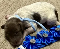 Twinkle , a female Double Doodle for sale in Lakeland, FL – 2 of 9