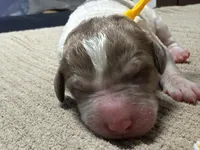 Howling, a male Double Doodle for sale in Lakeland, FL – 5 of 10