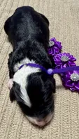 Spooky, a male Double Doodle for sale in Lakeland, FL – 2 of 8