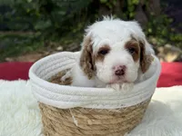 Glory , a male Poodle - Miniature  for sale in Lakeland, FL – 8 of 10