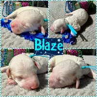 Blaze, a male Poodle - Miniature  for sale in Lakeland, FL – 9 of 9