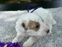 Teddy, a male Poodle - Miniature  for sale in Lakeland, FL – 5 of 9