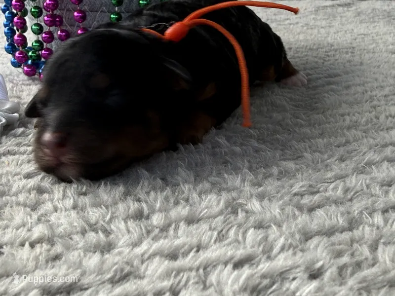Star – Poodle - Miniature  puppy for sale in Lakeland, FL