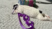 Liberty , a female Poodle - Miniature  for sale in Lakeland, FL – 4 of 7