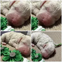 Boo-Boo, a male Double Doodle for sale in Lakeland, FL – 8 of 9