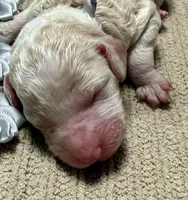 Casper , a female Double Doodle for sale in Lakeland, FL – 2 of 6