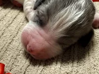 Candy corn , a male Double Doodle for sale in Lakeland, FL – 5 of 8