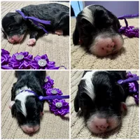 Spooky, a male Double Doodle for sale in Lakeland, FL – 8 of 8