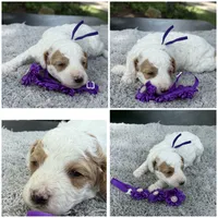 Teddy, a male Poodle - Miniature  for sale in Lakeland, FL – 6 of 9