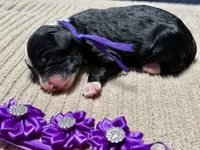 Spooky, a male Double Doodle for sale in Lakeland, FL – 7 of 8
