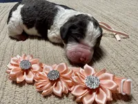 Pumpkin , a female Goldendoodle and Double Doodle for sale in Lakeland, FL – 2 of 8