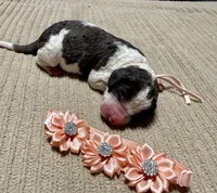 Pumpkin , a female Goldendoodle and Double Doodle for sale in Lakeland, FL – 4 of 8