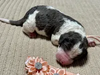 Pumpkin , a female Goldendoodle and Double Doodle for sale in Lakeland, FL – 8 of 8