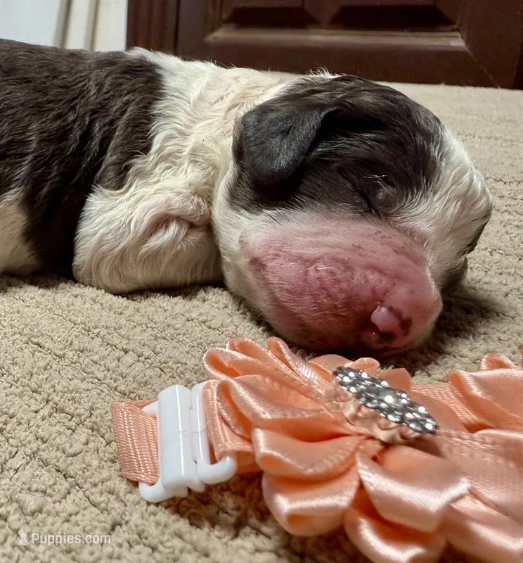 Pumpkin  – Goldendoodle, Double Doodle puppy for sale in Lakeland, FL