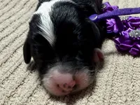 Spooky, a male Double Doodle for sale in Lakeland, FL – 4 of 8