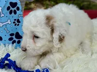 Blaze, a male Poodle - Miniature  for sale in Lakeland, FL – 7 of 10
