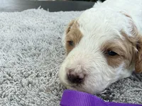 Teddy, a male Poodle - Miniature  for sale in Lakeland, FL – 3 of 9