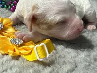 Glory , a male Poodle - Miniature  for sale in Lakeland, FL – 2 of 10