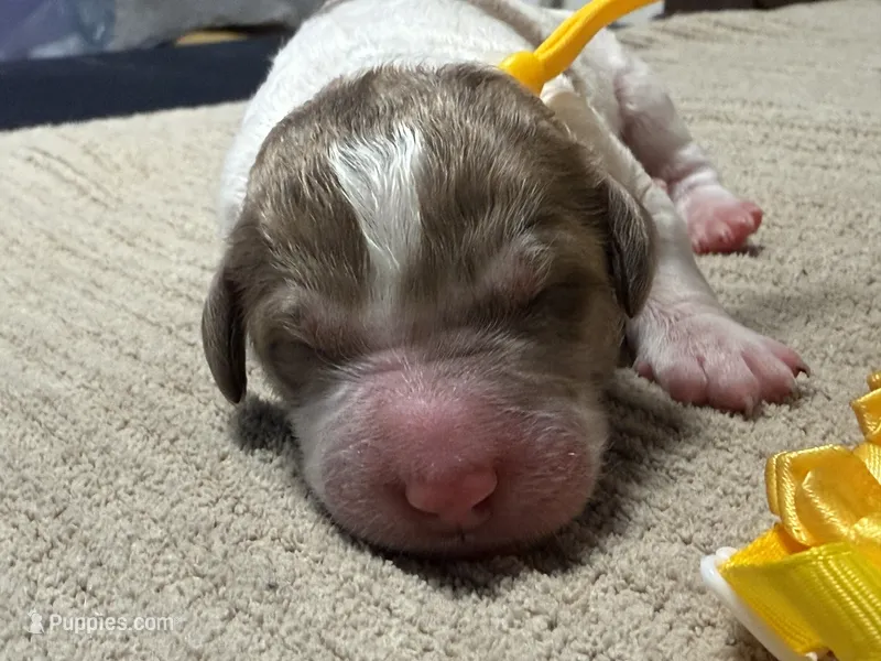 Howling – Double Doodle puppy for sale in Lakeland, FL