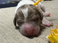 Howling, a male Double Doodle for sale in Lakeland, FL – 1 of 10