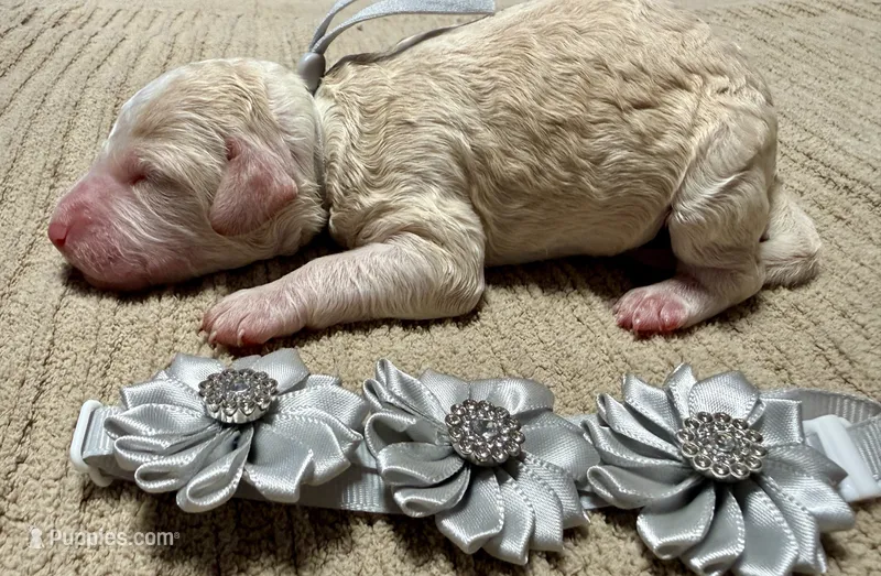 Casper  – Double Doodle puppy for sale in Lakeland, FL