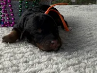 Star, a female Poodle - Miniature  for sale in Lakeland, FL – 4 of 9