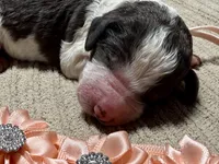 Pumpkin , a female Goldendoodle and Double Doodle for sale in Lakeland, FL – 6 of 8